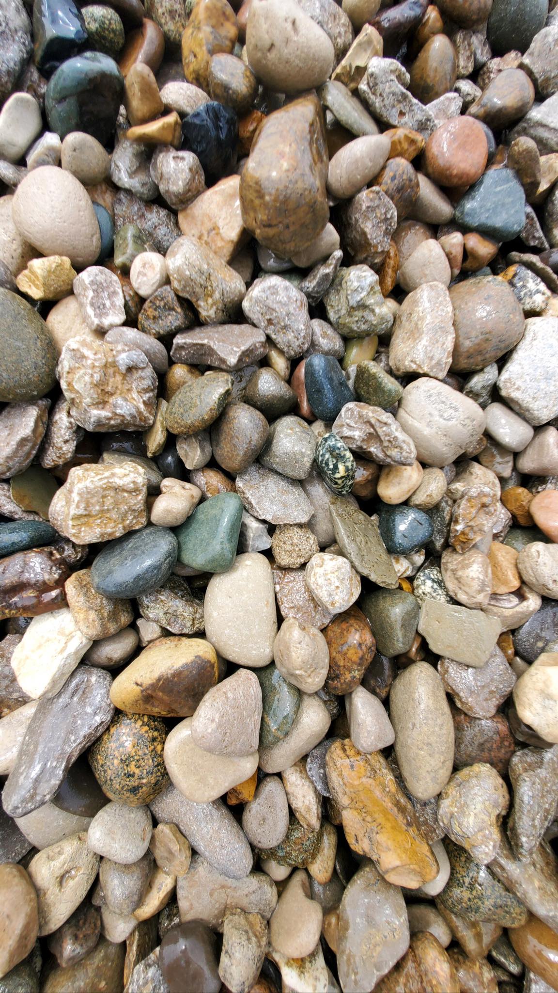 Spring Creek Rock 1-2 Inch